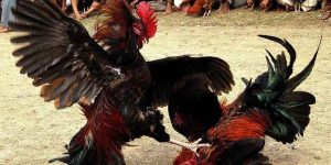 Đá Gà Thomo - Cách Cược, Quy Tắc, Kinh Nghiệm Chơi Hiệu Quả