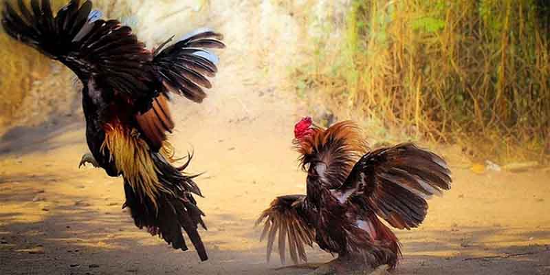 Khám phá hình thức chọi gà kịch tính