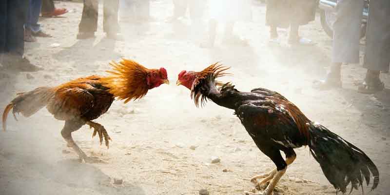 Những quy tắc cơ bản cần nhớ khi tham gia đá gà cựa dao