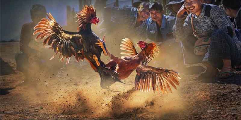 Những lưu ý quan trọng khi tham gia đá gà mà kê thủ cần biết